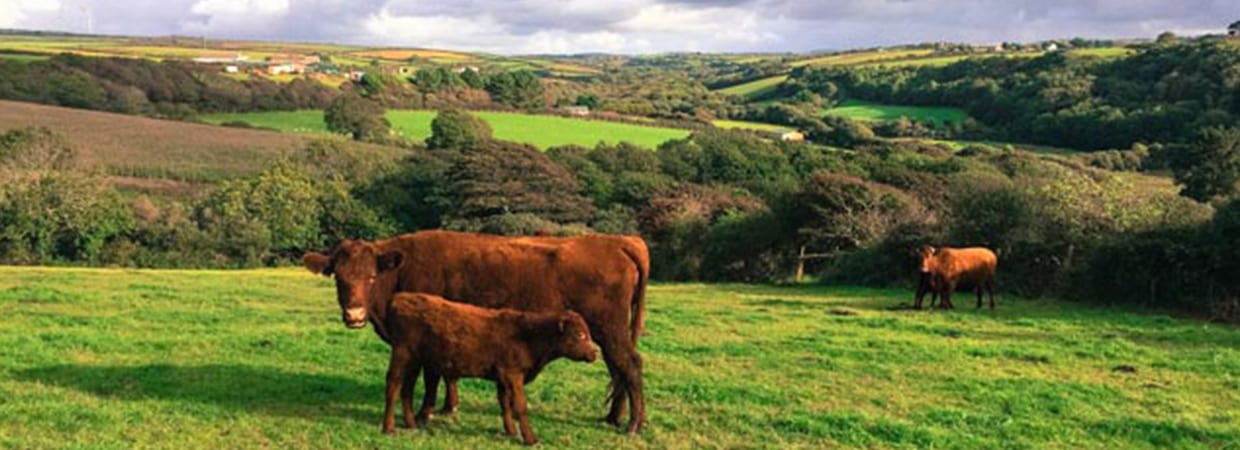 The Farm